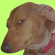 sus
