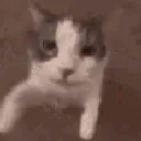 kissi