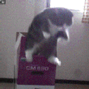 5818endlesslyfallingcat