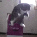 5818endlesslyfallingcat