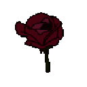 82463crimsonrosebloom