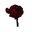 82463crimsonrosebloom