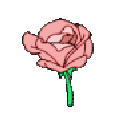 84499pinkrosebloom