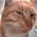 catsus