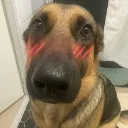 85671blushingdogwhiningdogmemehm