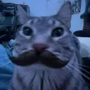 zazumustache