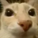 gatomiron