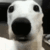 :w_dog:
