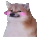 dogblush