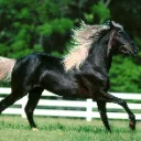 running_horse