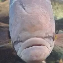 fih