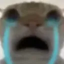 cat_cry