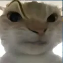 cat_sus