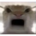 cat_mad