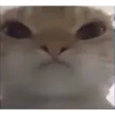 cat_pout