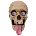 Skull
