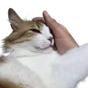 pat_2
