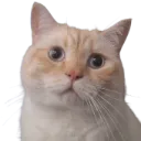 pwease