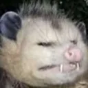possumcringe