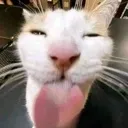 f_catlick f_catlick