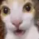mieo custom emote - #~ 𝐄𝐦𝐩𝐢𝐫𝐞 𝐖𝐞𝐬𝐭 𝟏𝟖𝟕