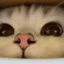 sniffsniff