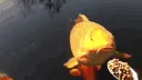 fuckingfatass
