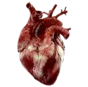 heart_1