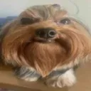 dawg dawg