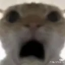 wtf
