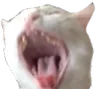 6565screamingcatCopy