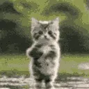 gayass_cat