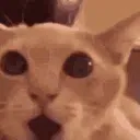016IRLCat_Shocked