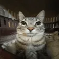 catstare catstare