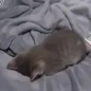 sleepycatto