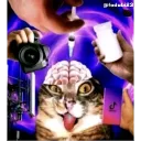 dontdodrugsoryoubecomecat