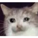 CatSadge