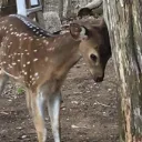 dumbdeer