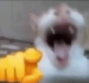 :cat_wajaja: