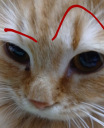 :cat_therocklook: