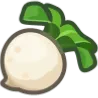 Turnip Turnip