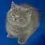 squishedcat1
