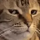 A_CatJudge