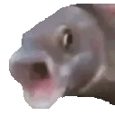 A_FishShake