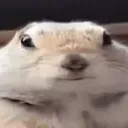 wattefuck