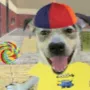 little_cachorro