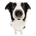 doglook doglook