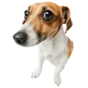 dogstare