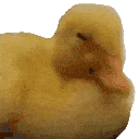 duckynope