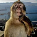 monkeythink
